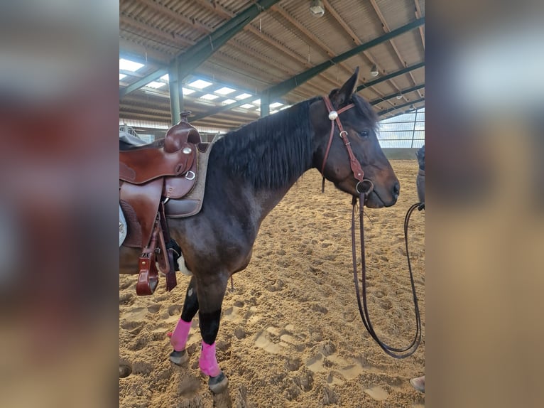 American Quarter Horse Ogier 6 lat 148 cm Gniada in Winsen (Aller)