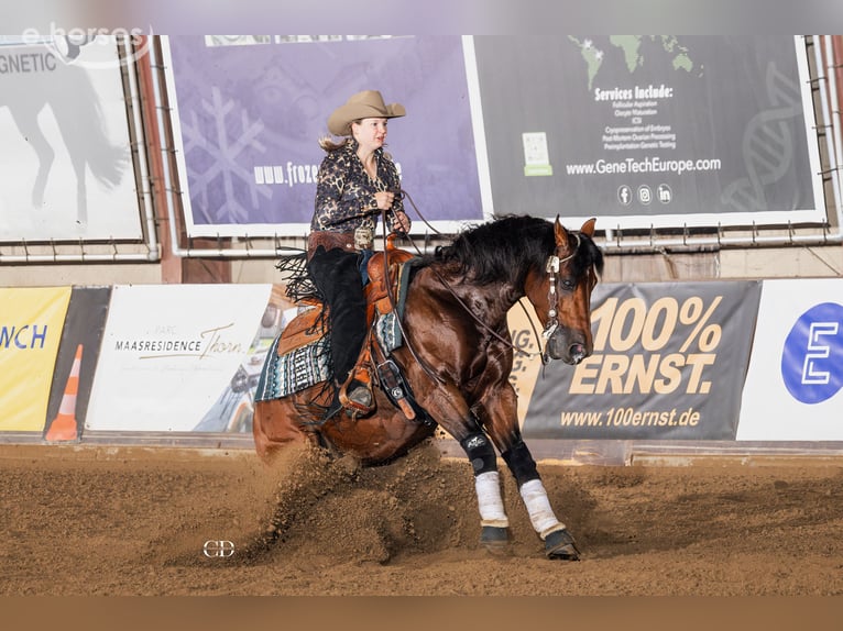 American Quarter Horse Ogier 6 lat 150 cm Gniada in Bergeijk