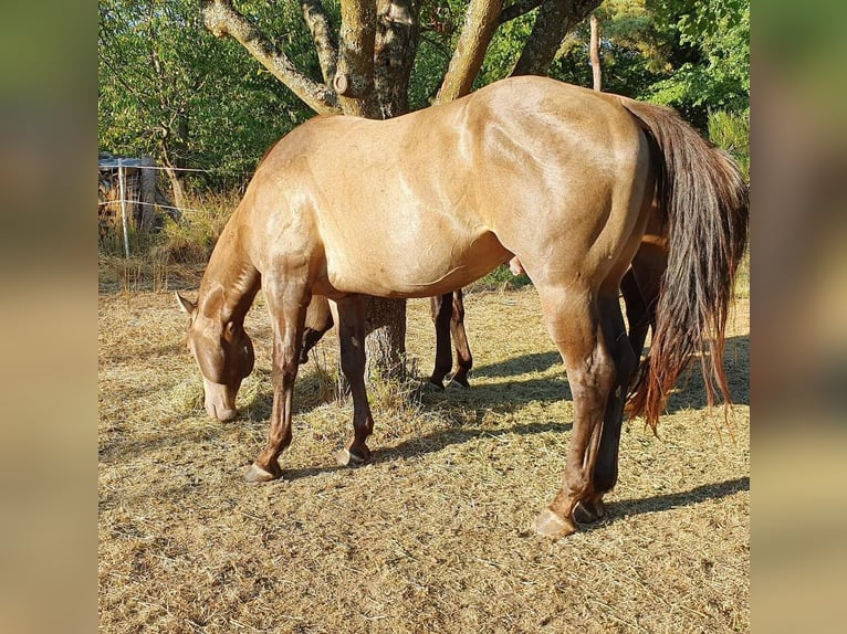 American Quarter Horse Ogier 6 lat 150 cm Szampańska in Weilmünster