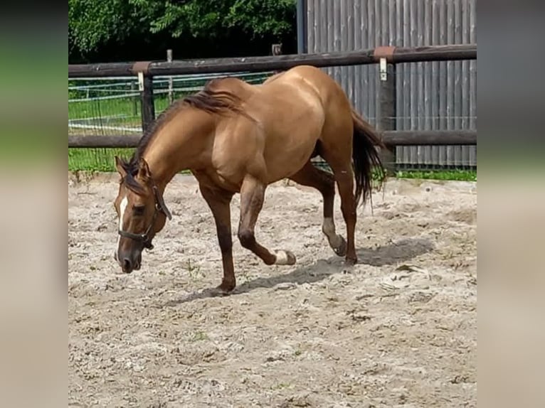 American Quarter Horse Ogier 6 lat 153 cm in Xhoris