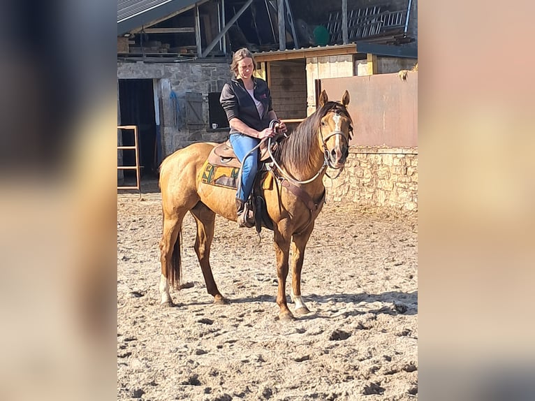 American Quarter Horse Ogier 6 lat 153 cm in Xhoris