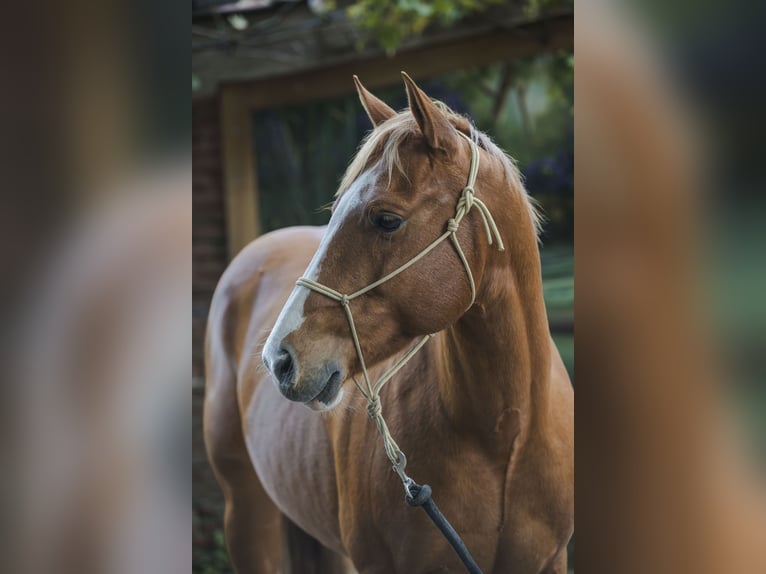 American Quarter Horse Ogier 6 lat 155 cm Cisawa in Wouwse Plantage