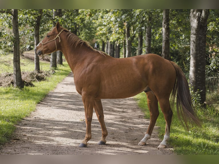American Quarter Horse Ogier 6 lat 155 cm Cisawa in Wouwse Plantage