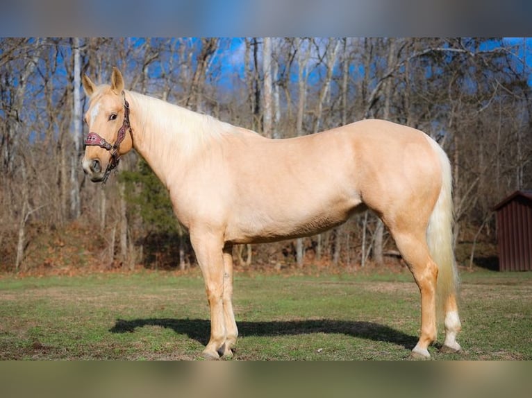 American Quarter Horse Mix Ogier 6 lat 61 cm Jasnogniada in Klamath River