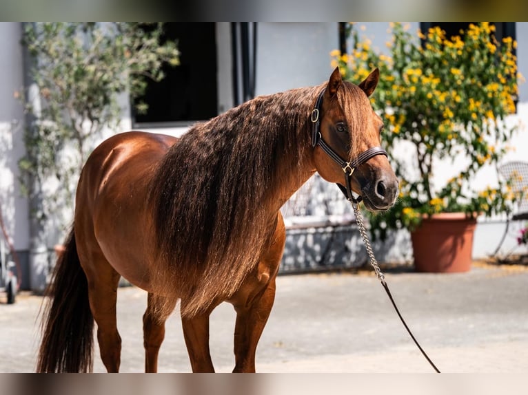 American Quarter Horse Ogier 7 lat 148 cm Ciemnokasztanowata in Tuntenhausen