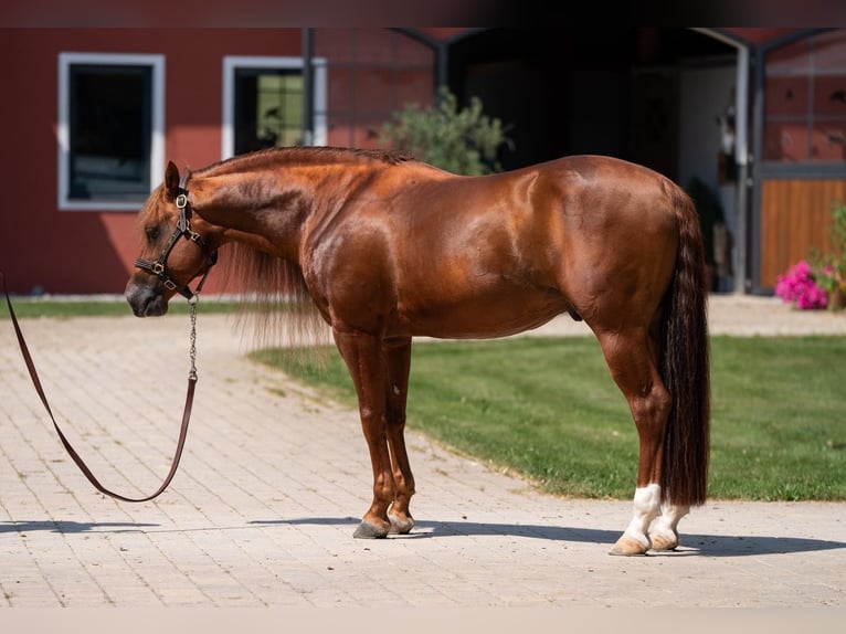 American Quarter Horse Ogier 7 lat 148 cm Ciemnokasztanowata in Tuntenhausen