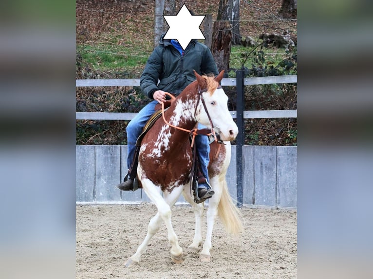 American Quarter Horse Ogier 8 lat 145 cm Kasztanowata in Travelsjö