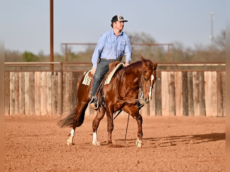 American Quarter Horse Ogier 8 lat 147 cm Cisawa in Waco