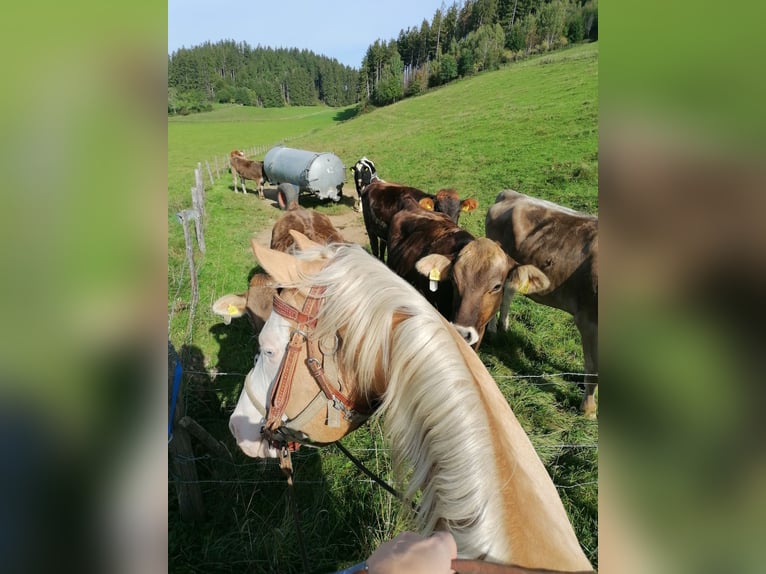 American Quarter Horse Ogier 8 lat 156 cm Izabelowata in Haldenwang