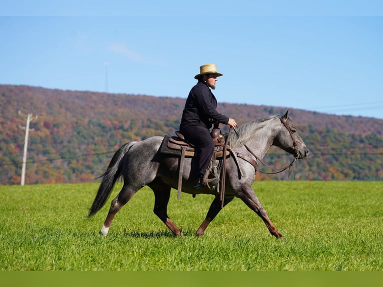 American Quarter Horse Ogier 8 lat Gniadodereszowata in Rebersburg