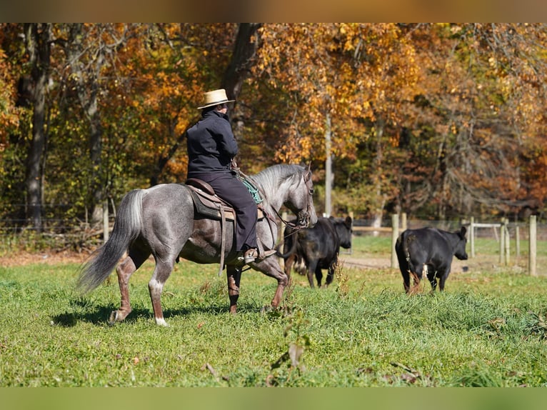 American Quarter Horse Ogier 8 lat Gniadodereszowata in Rebersburg