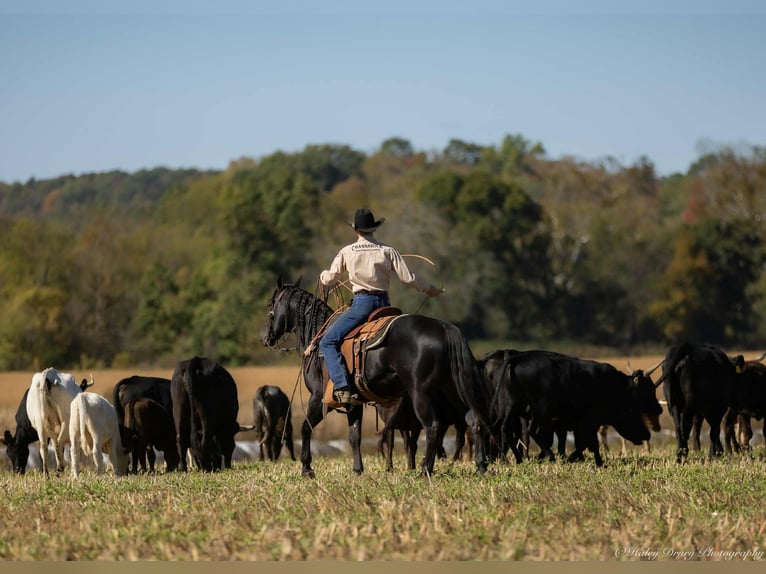 American Quarter Horse Ogier 9 lat 147 cm Kara in Auburn