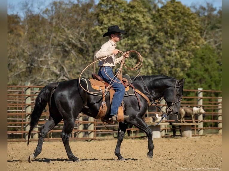 American Quarter Horse Ogier 9 lat 147 cm Kara in Auburn