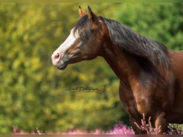 American Quarter Horse Ogier Ciemnogniada in Bell