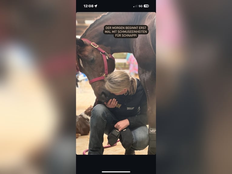 American Quarter Horse Ogier Ciemnogniada in Windeck