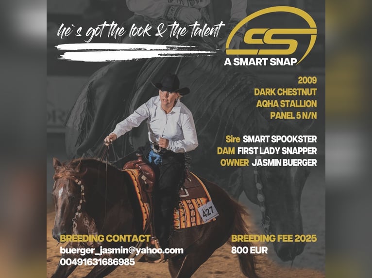 American Quarter Horse Ogier Ciemnogniada in Windeck