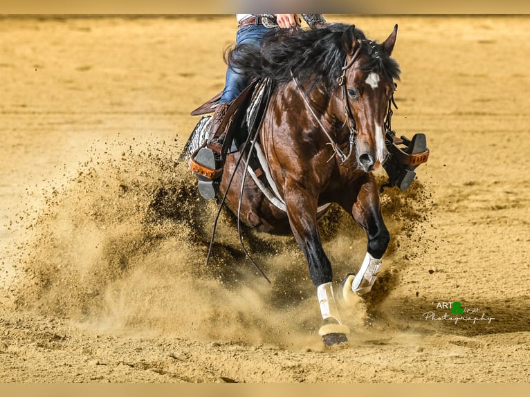 American Quarter Horse Ogier Gniada in Tuntenhausen