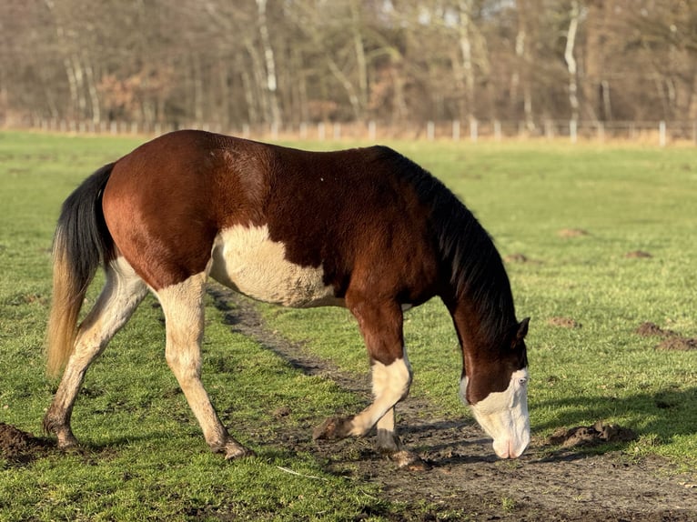 American Quarter Horse Ogier Gniada in Haselünne