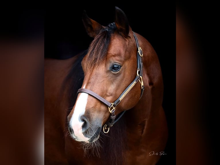 American Quarter Horse Ogier Gniada in Laubach