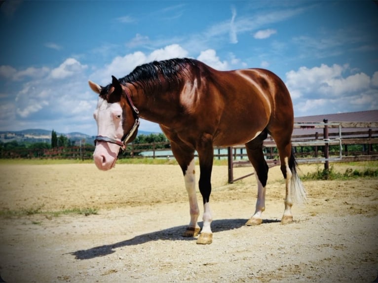 American Quarter Horse Ogier Gniada in Narni