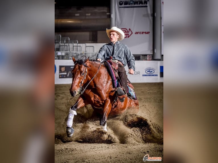 American Quarter Horse Ogier Gniada in Ehingen