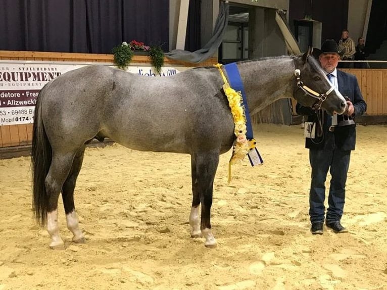 American Quarter Horse Ogier Gniadodereszowata in Bell