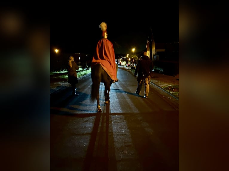 American Quarter Horse Ogier Grullo in HennefHennef