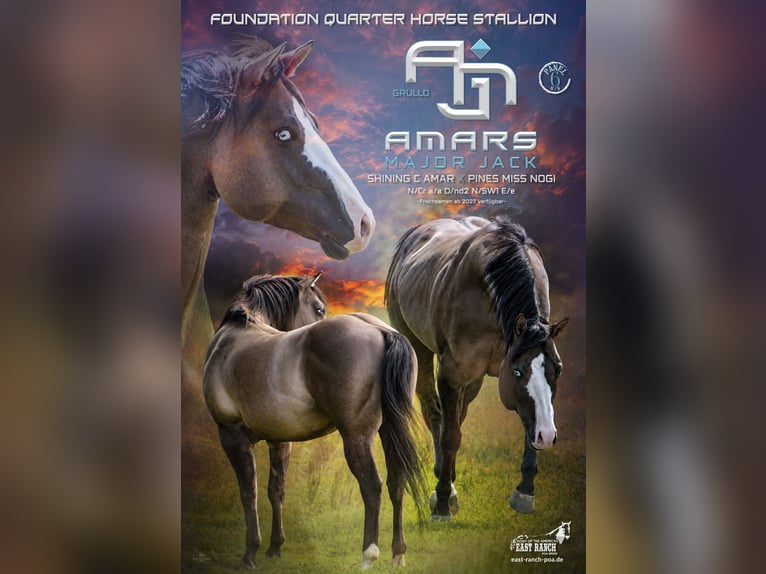 American Quarter Horse Ogier Grullo in Quitzdorf am See