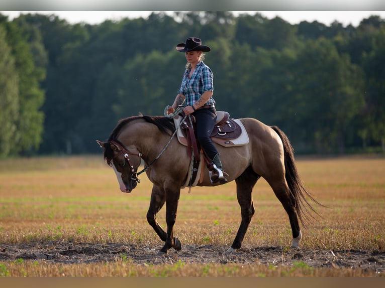 American Quarter Horse Ogier Grullo in Quitzdorf am See
