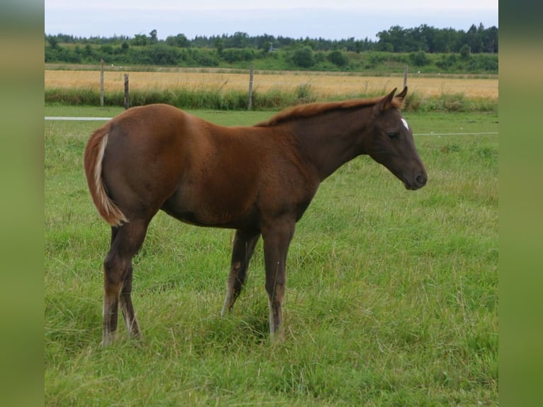 American Quarter Horse Ogier Grullo in Grasbrunn