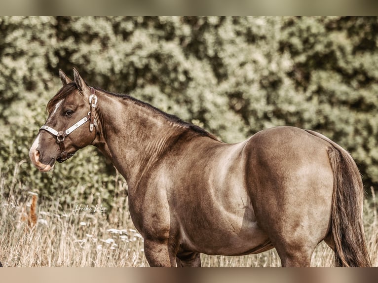 American Quarter Horse Ogier Grullo in Waldshut-Tiengen