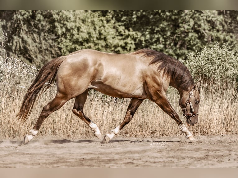 American Quarter Horse Ogier Grullo in Waldshut-Tiengen