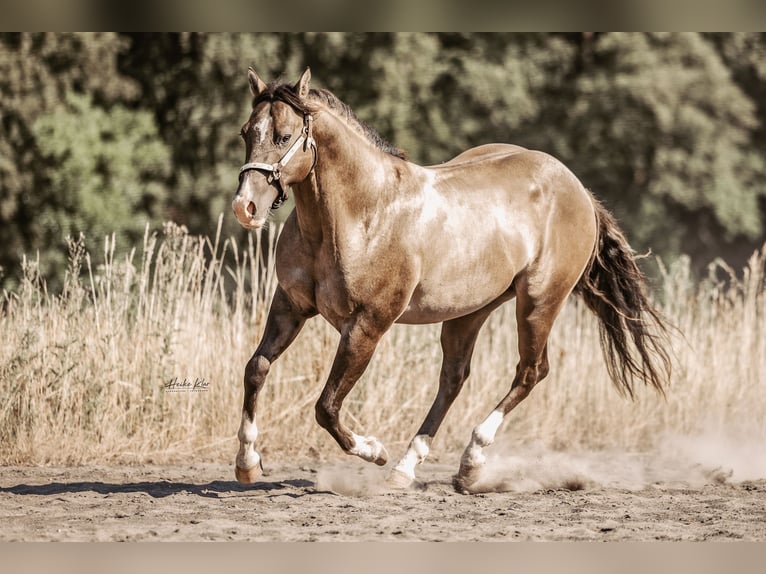 American Quarter Horse Ogier Grullo in Waldshut-Tiengen
