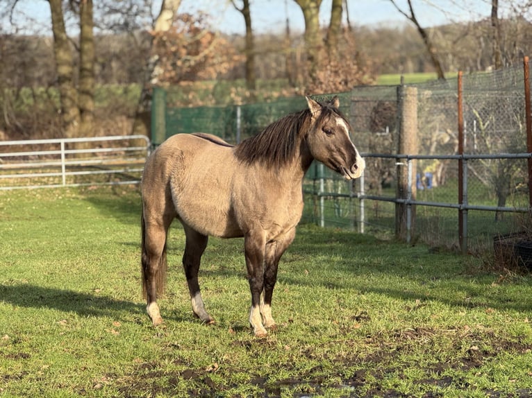 American Quarter Horse Ogier Grullo in Haselünne