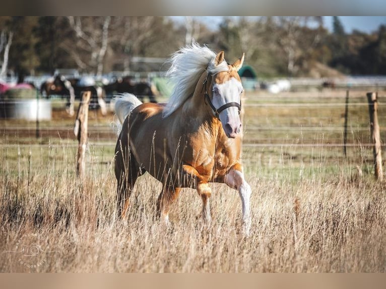 American Quarter Horse Ogier Izabelowata in Bell