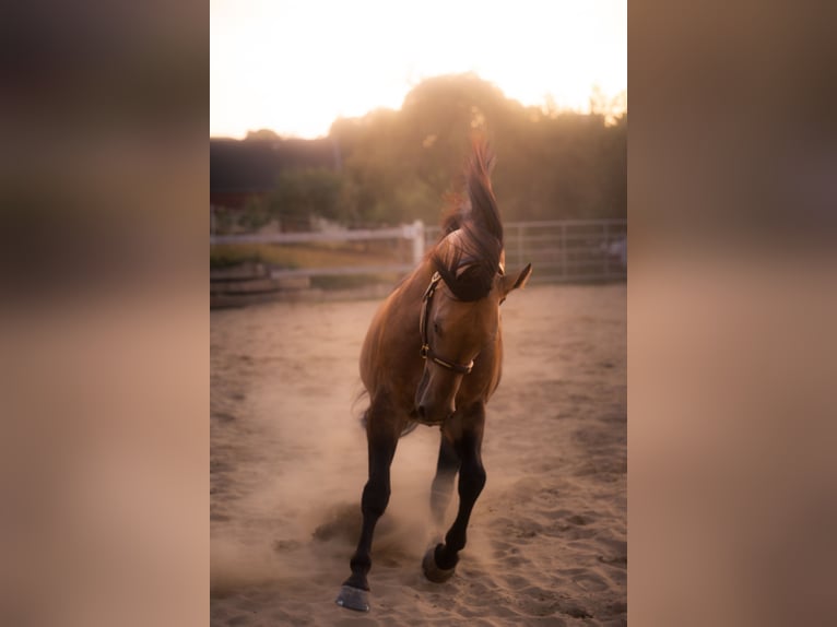 American Quarter Horse Ogier Jelenia in Venusberg