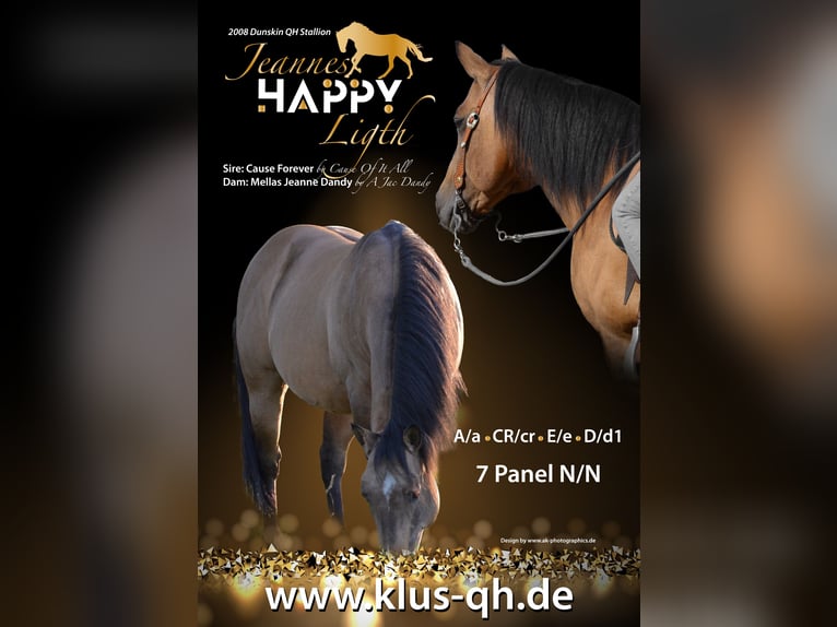 American Quarter Horse Ogier Jelenia in Nordhorn