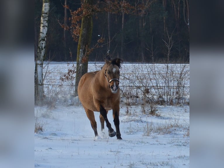 American Quarter Horse Ogier Jelenia in Nordhorn