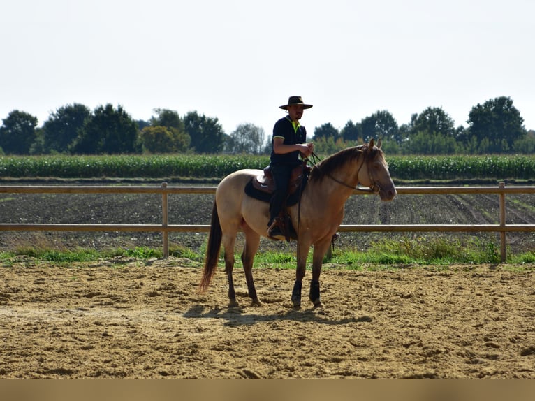 American Quarter Horse Ogier Jelenia in Osterholz-Scharmbeck