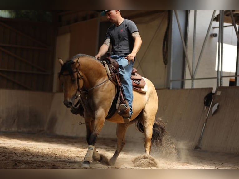 American Quarter Horse Ogier Jelenia in St Benoit