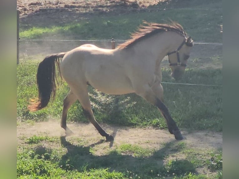 American Quarter Horse Ogier Jelenia in St Benoit