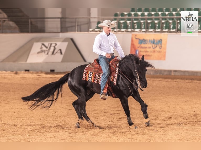 American Quarter Horse Ogier Kara in Altdöbern
