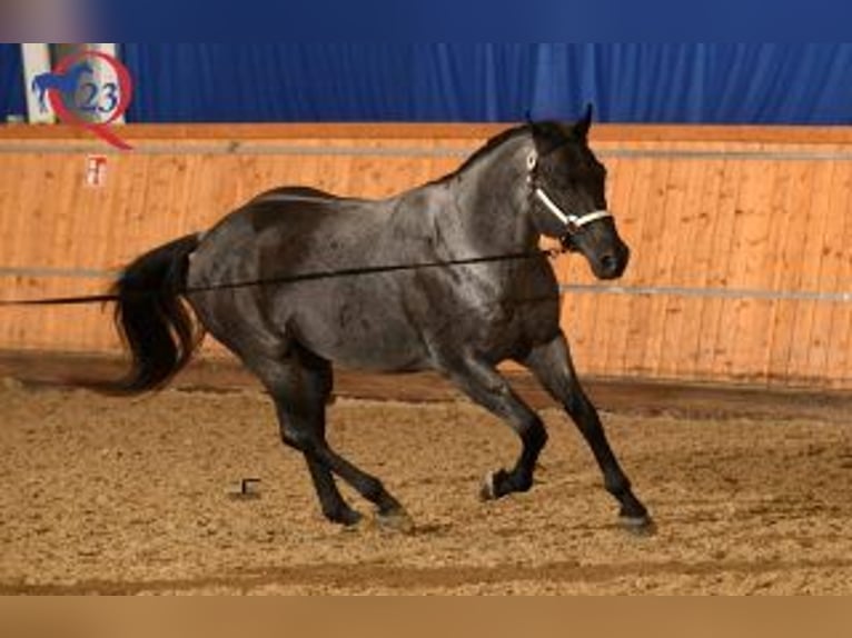 American Quarter Horse Ogier Karodereszowata in Bell