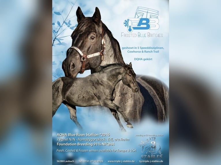 American Quarter Horse Ogier Karodereszowata in Bell