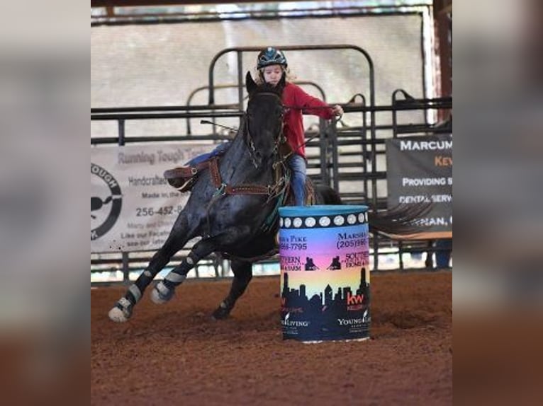 American Quarter Horse Ogier Karodereszowata in Bell