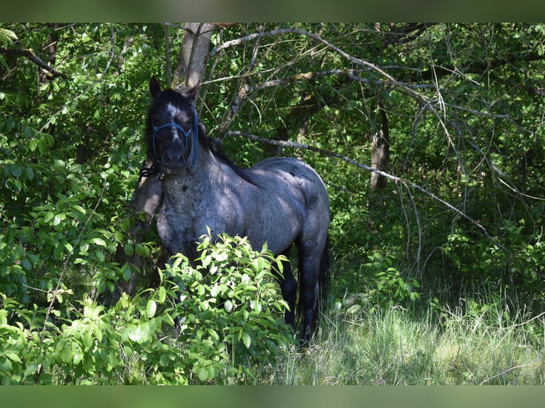 American Quarter Horse Ogier Karodereszowata in Neustadt Dosse