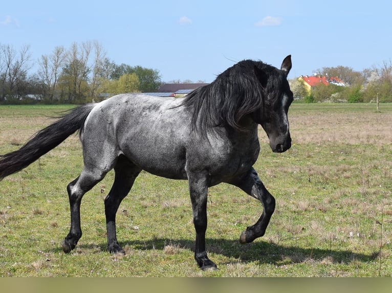 American Quarter Horse Ogier Karodereszowata in Neustadt Dosse