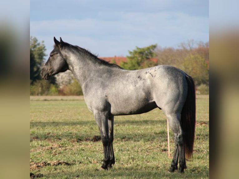 American Quarter Horse Ogier Karodereszowata in Neustadt Dosse