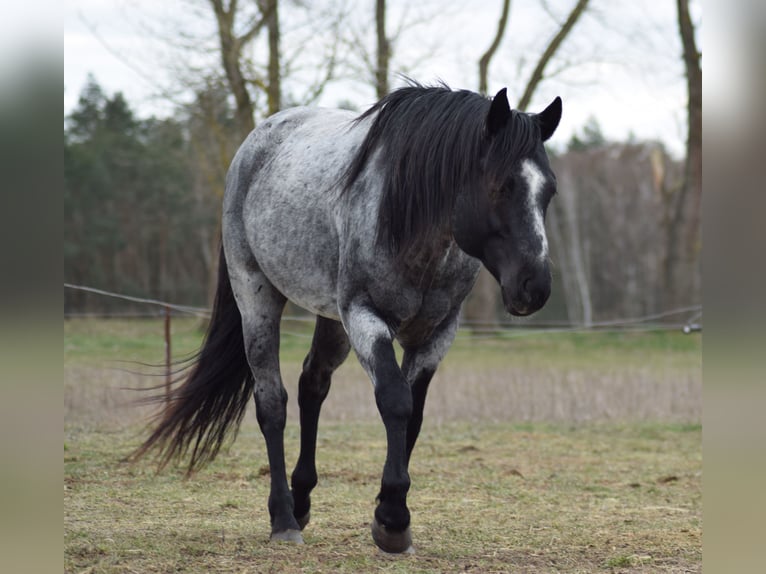American Quarter Horse Ogier Karodereszowata in Neustadt Dosse