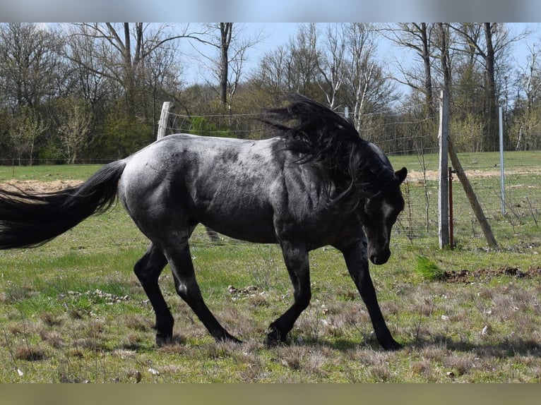 American Quarter Horse Ogier Karodereszowata in Neustadt Dosse